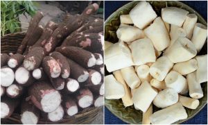 How to keep Tapioca fresh at Home