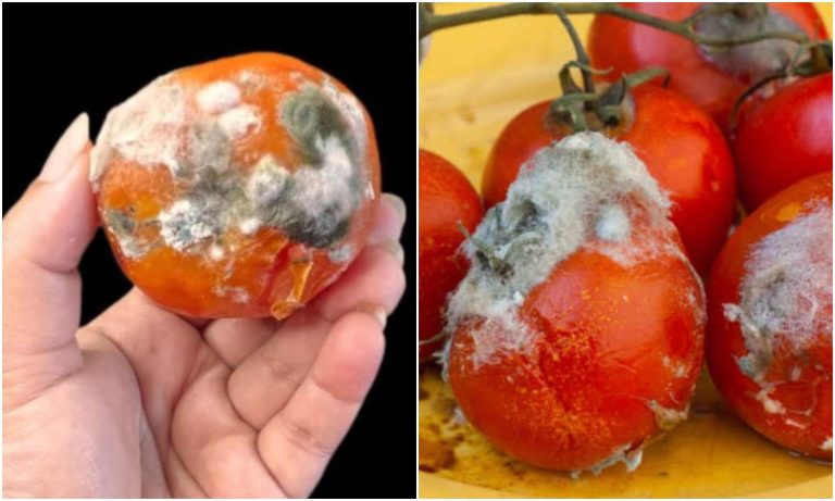 How to reuse tomato waste at home