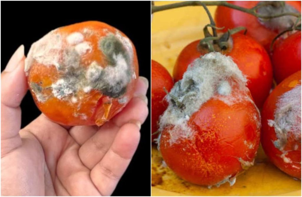 How to reuse tomato waste at home