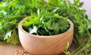 Preserve Coriander leaves