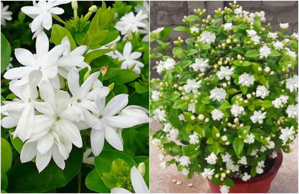 Easy Jasmine Cultivation Tips