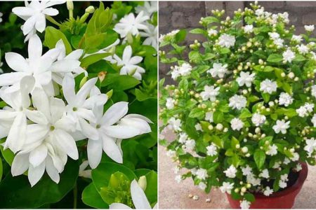 മുല്ലചെടി കാടുപോലെ വളർന്നു നിറയെ പൂക്കാൻ ഇങ്ങനെ ചെയ്യൂ! ഇത്രയും ചെയ്താൽ മതി