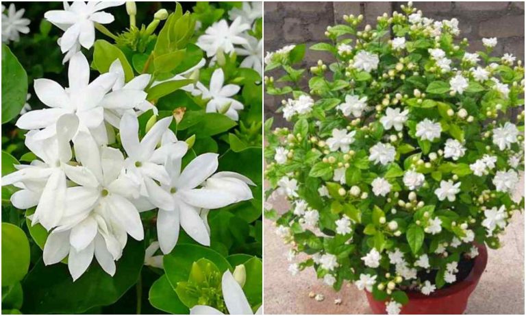 Easy Jasmine Cultivation Tips