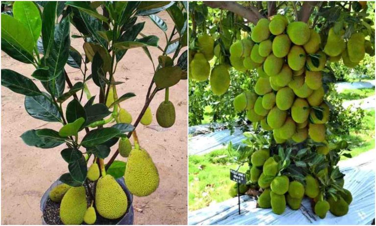 Easy Jackfruit Cultivation Tips