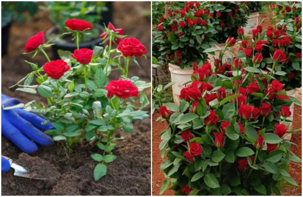 Easily Rose Plants care Tips