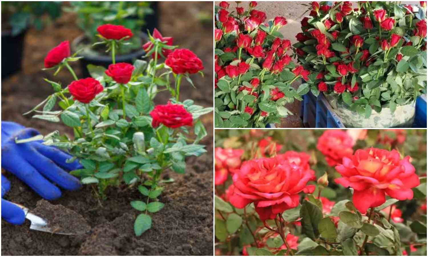 Easily Rose Plants care Tips