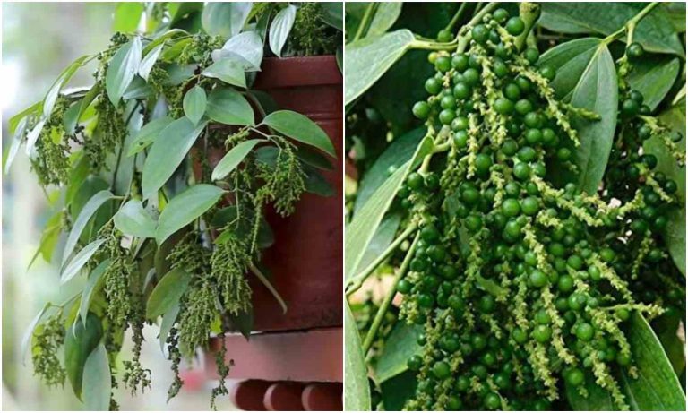 Grow Bush Pepper in Container Tips