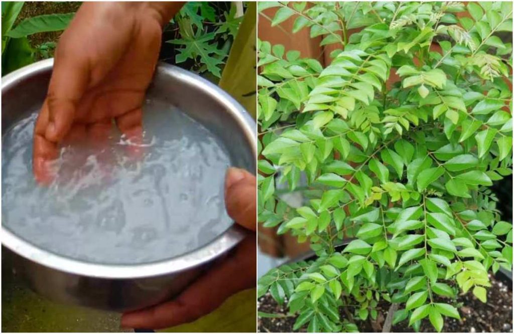 Curry Leaves Plant Cultivation Tips