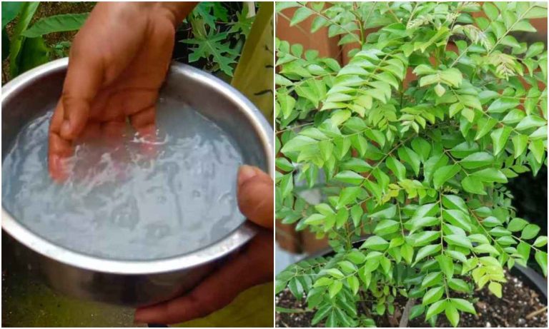 Curry Leaves Plant Cultivation Tips