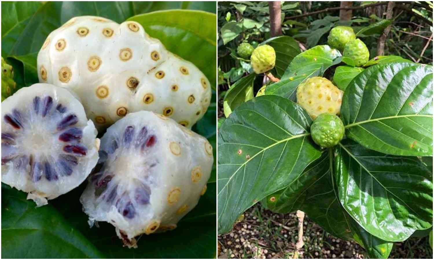 Health Benefits of Noni Fruits