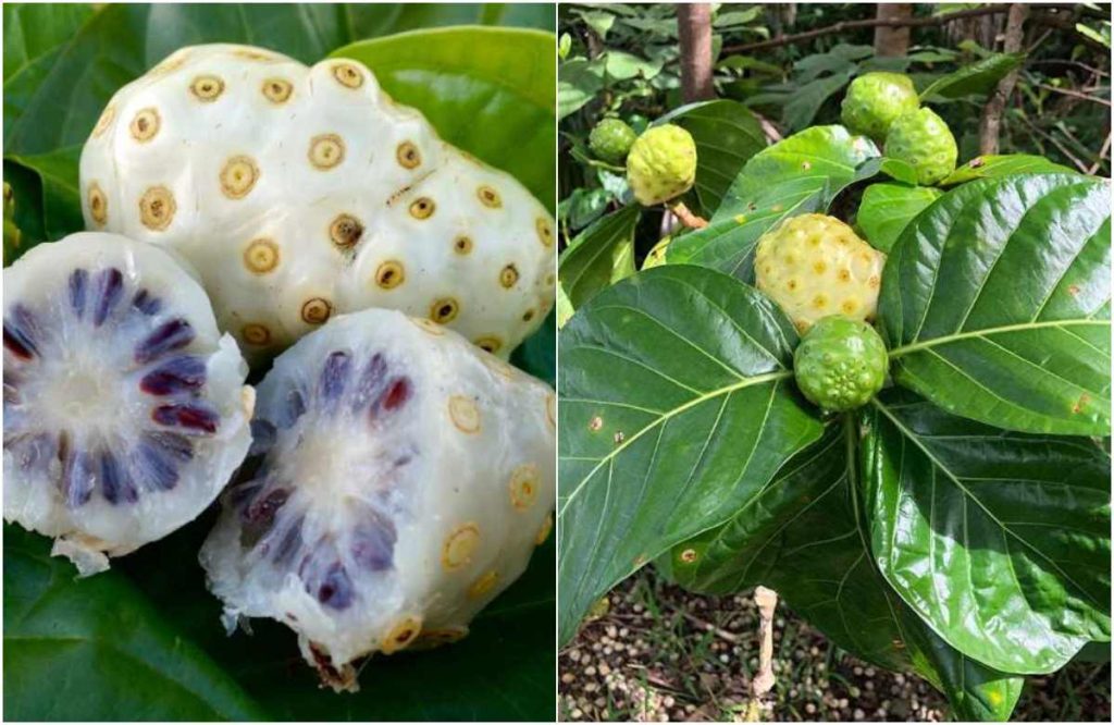 Health Benefits of Noni Fruits