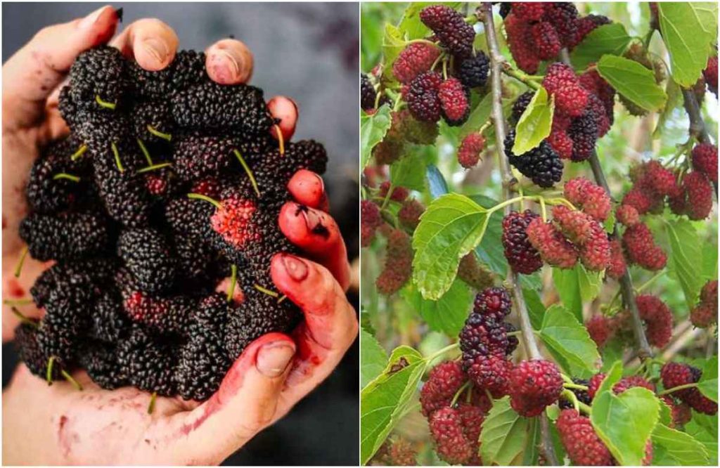 Health Benefits Of Mulberries