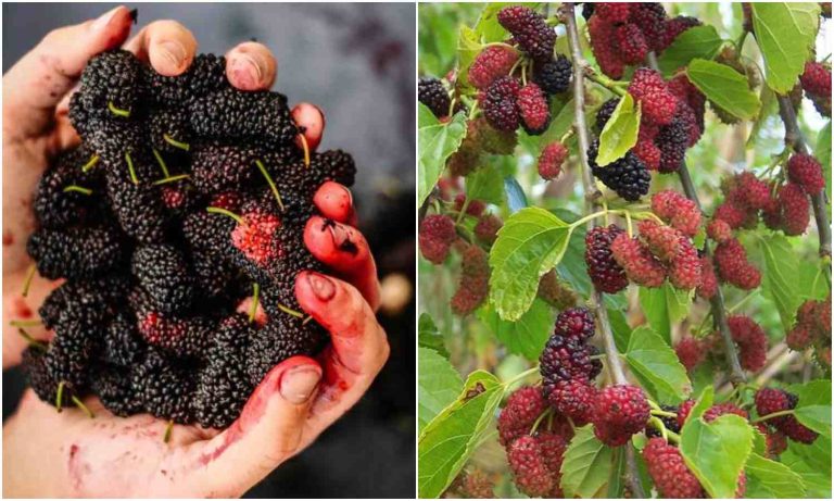 Health Benefits Of Mulberries