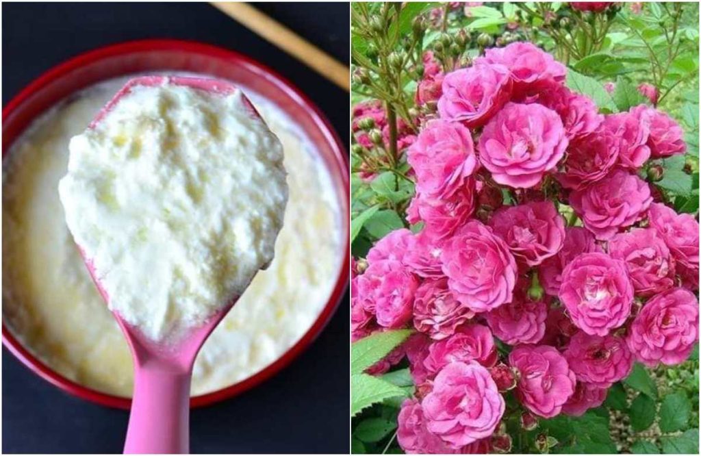 Rose Gardening Tips Using Curd