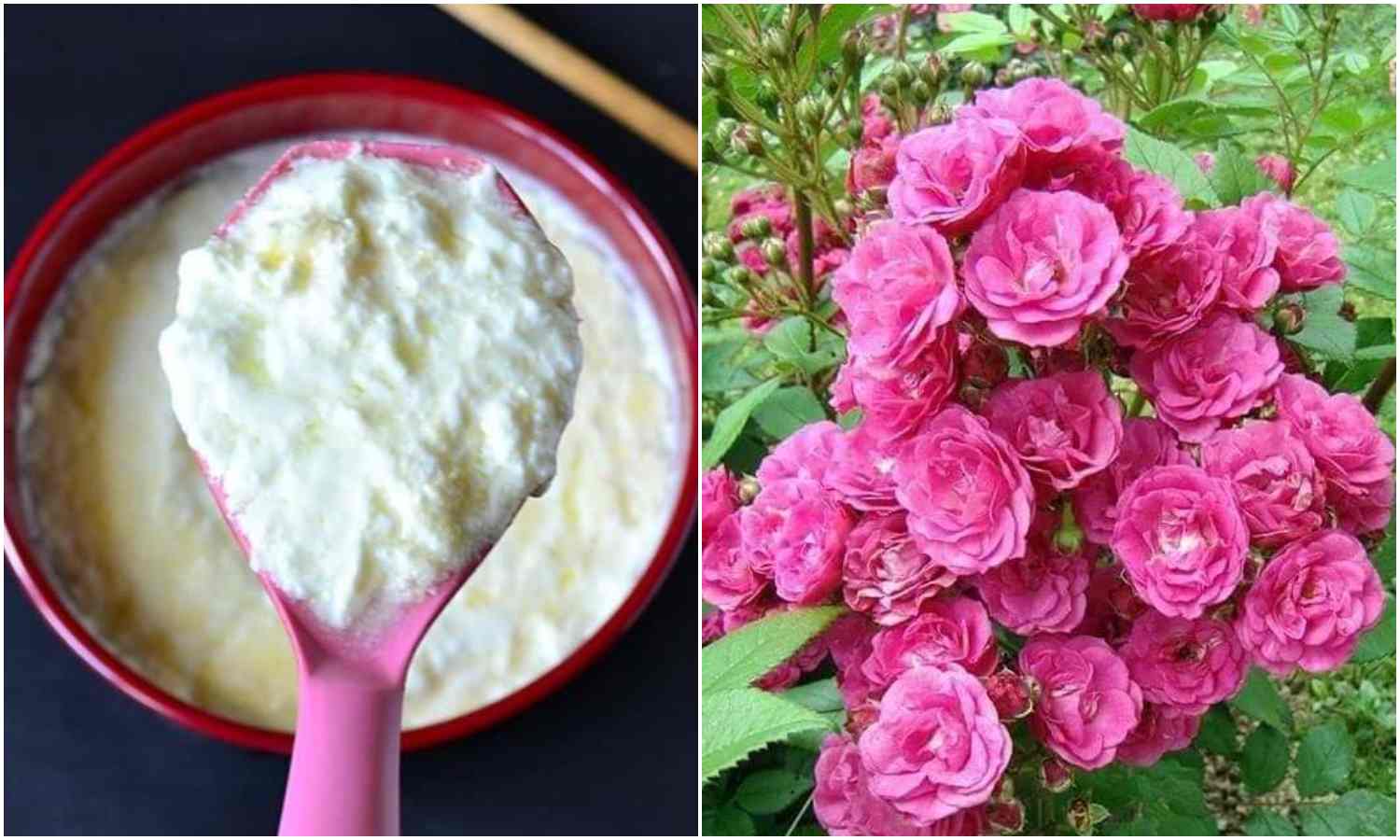 Rose Gardening Tips Using Curd