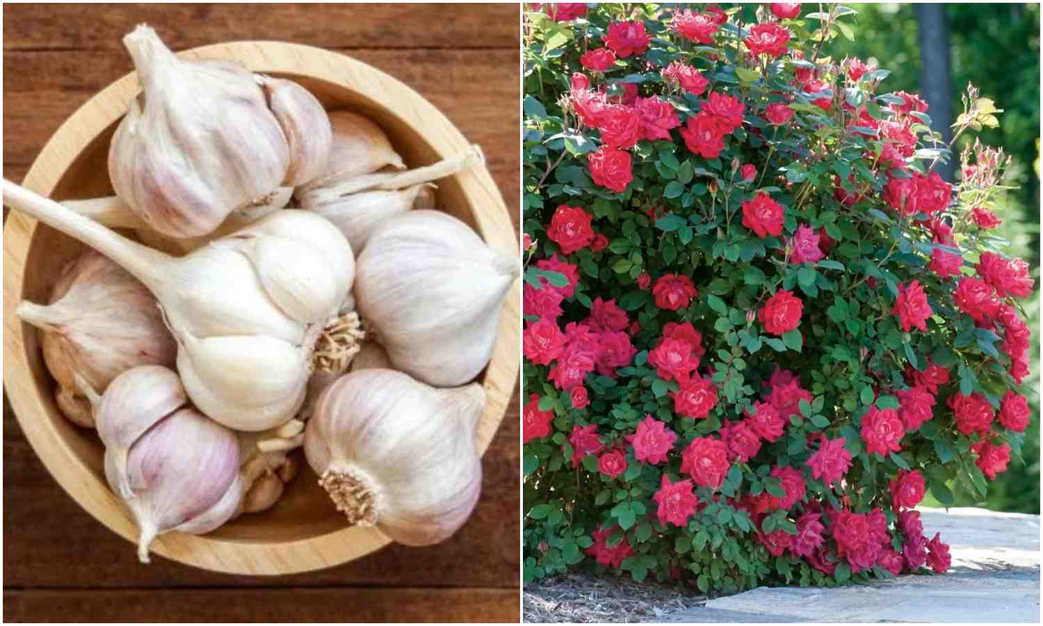 Rose Plant Growing Tips