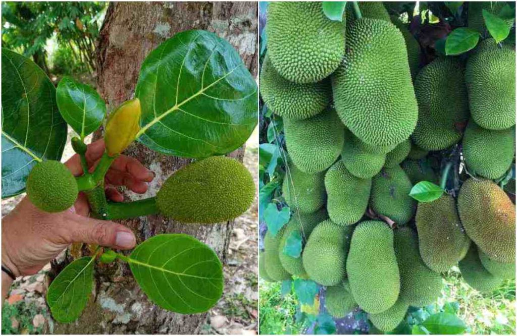 Easy Jackfruit Cultivation tips