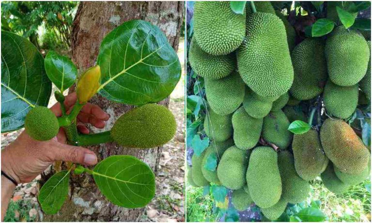 Easy Jackfruit Cultivation tips