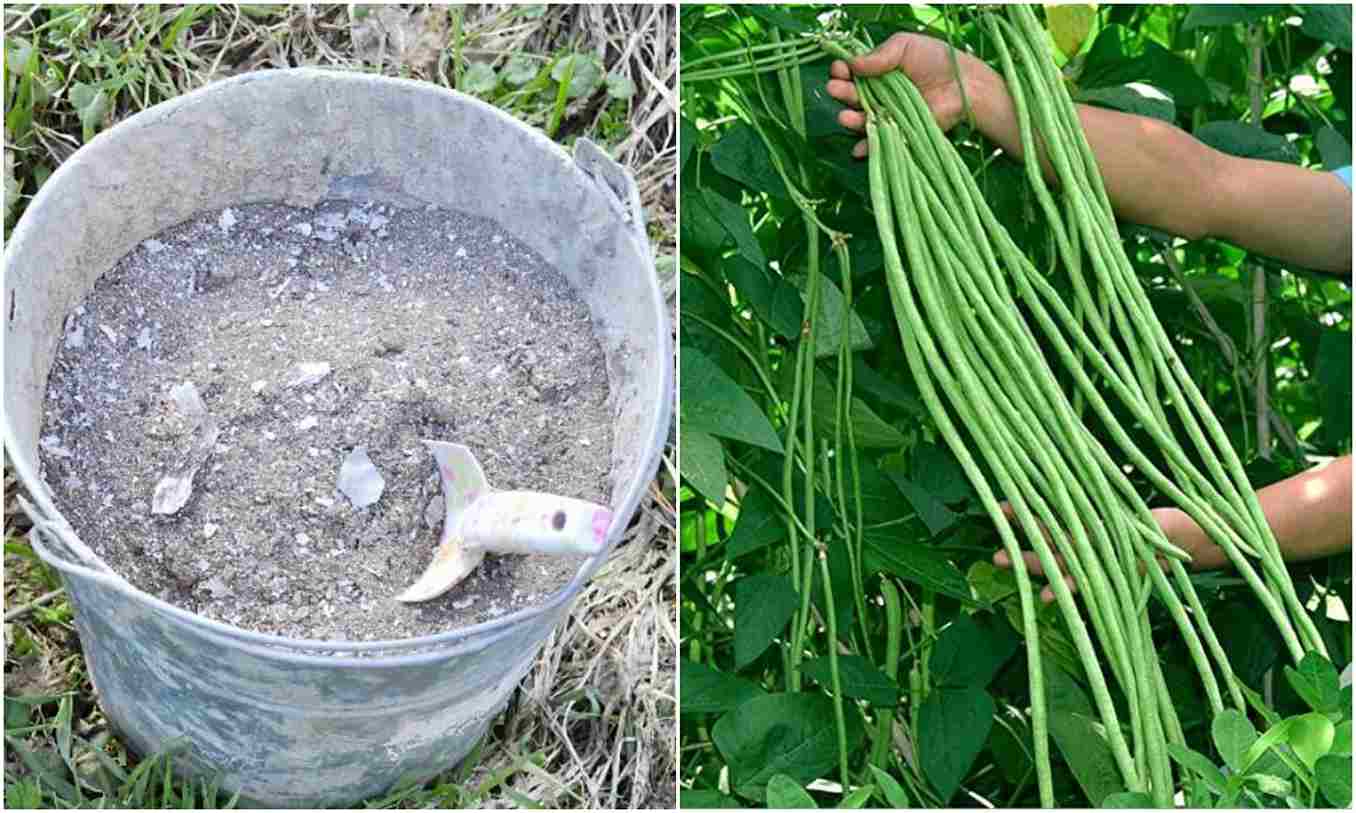 Payar Krishi Using Ash