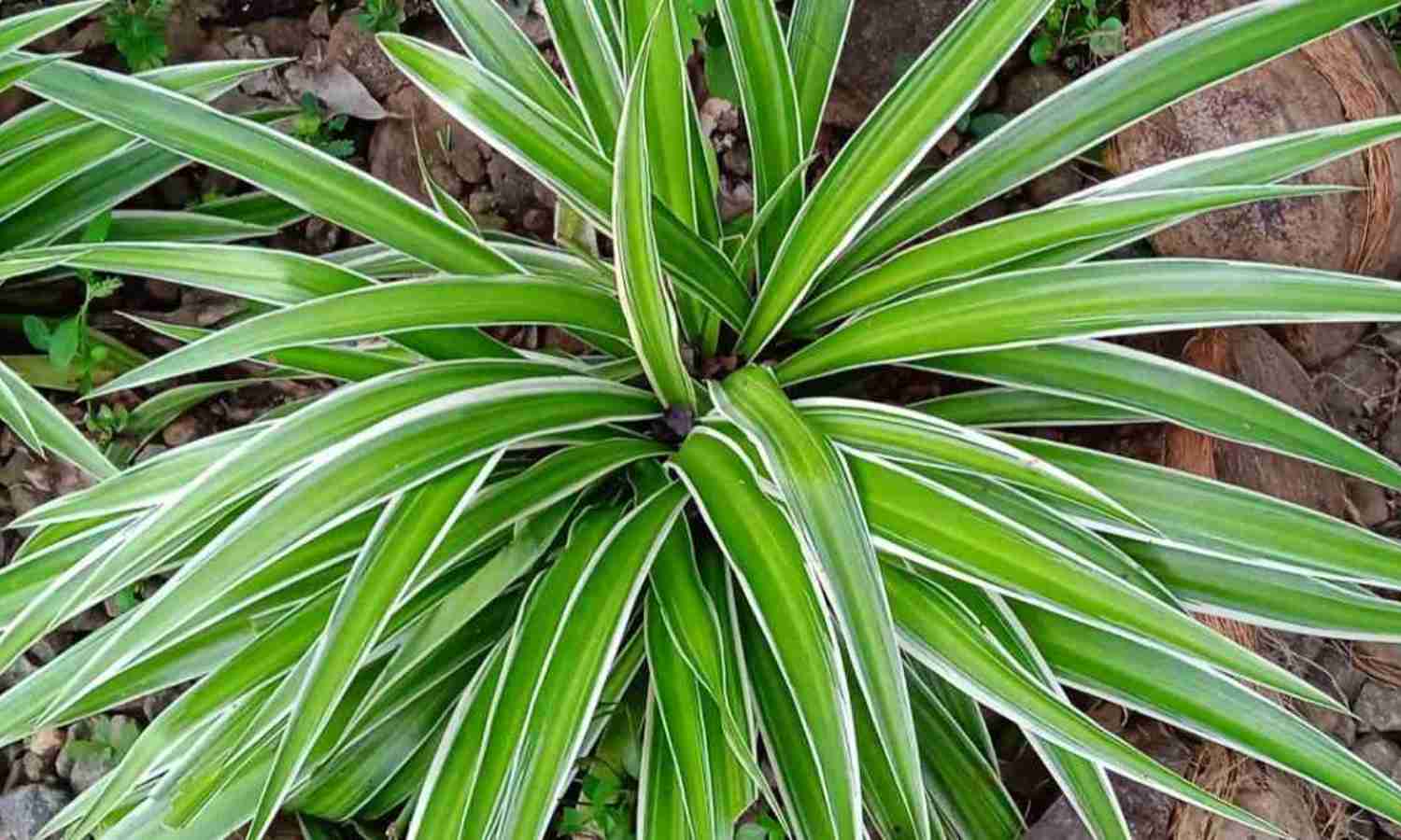 Spider Plant Caring Tips