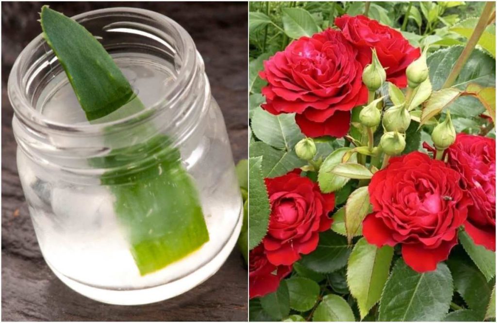 Simple Tips For Growing Rose