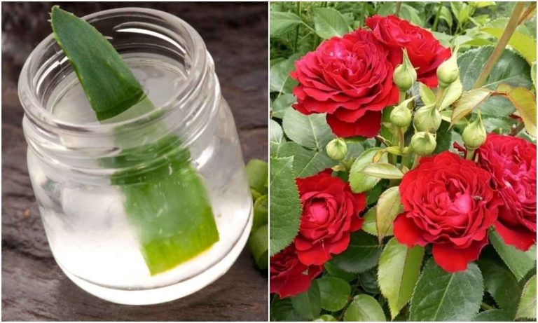 Simple Tips For Growing Rose