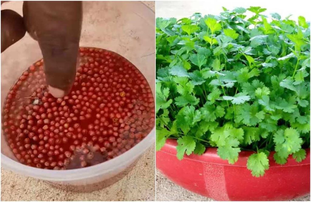 Coriander Growing Method