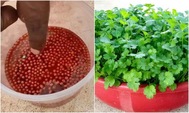 Coriander Growing Method