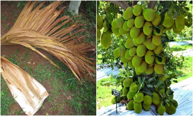 Chakka krishi Tips Using Paala