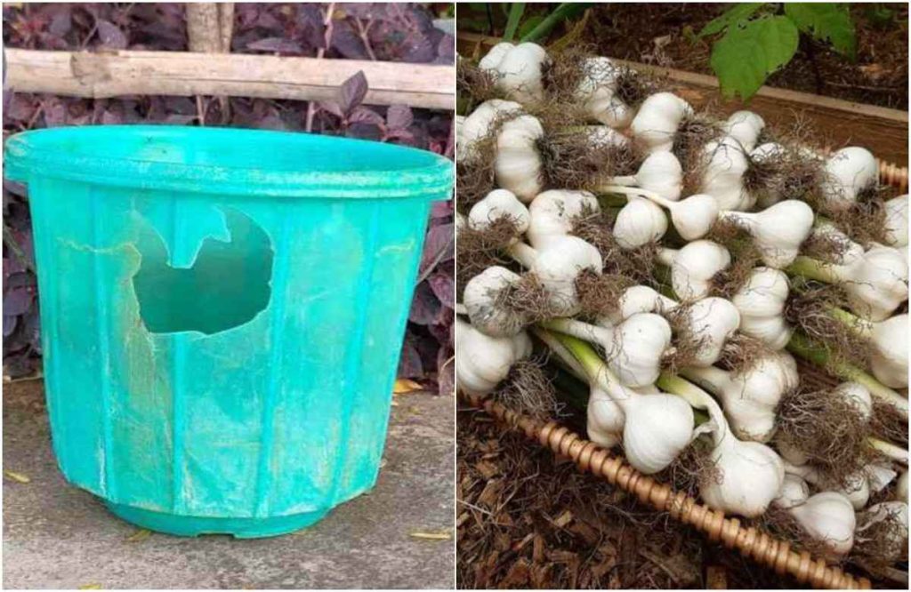 Easy Garlic Krishi Using Bucket