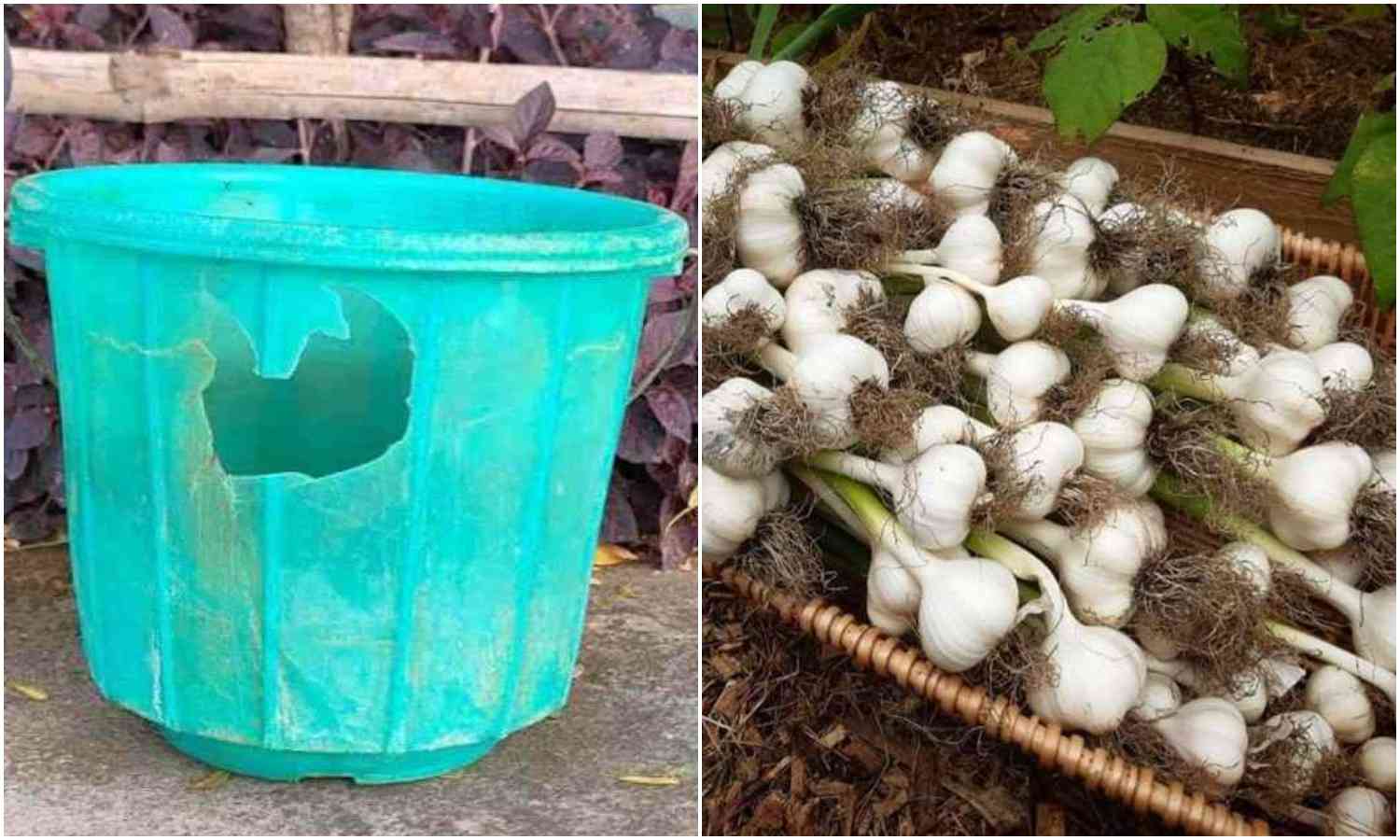 Easy Garlic Krishi Using Bucket