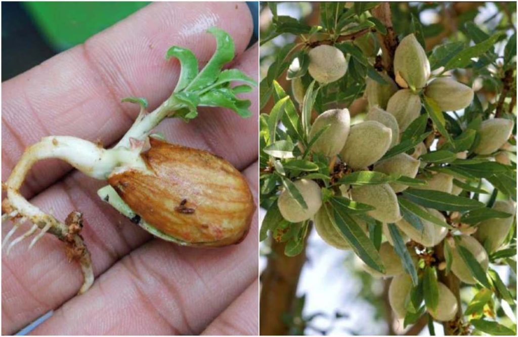 Easy Badam Cultivation Tips