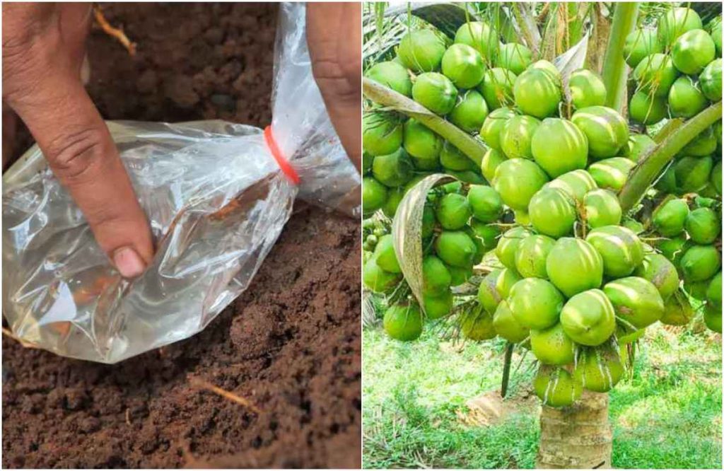 Coconut Tree Fertilizer