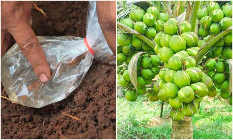 Coconut Tree Fertilizer