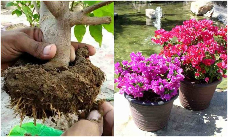 Bougainvillea Repoting Tips