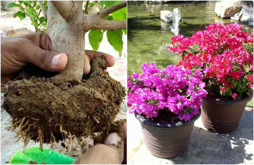 Bougainvillea Repoting Tips