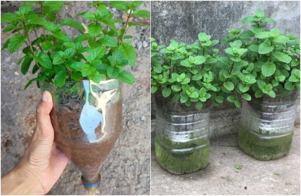 Easy Tips Growing Mint On Terrace in Bottle