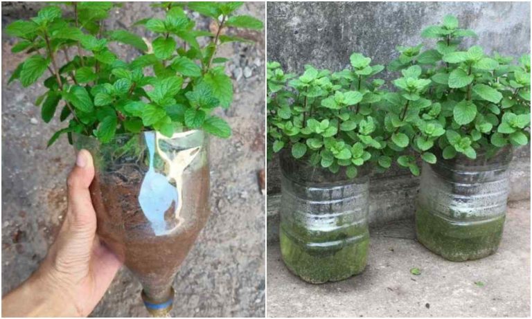 Easy Tips Growing Mint On Terrace in Bottle