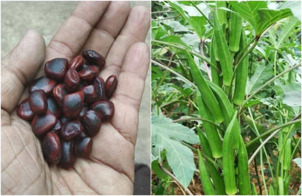 Easy Vendakka Krishi Using Tamarind