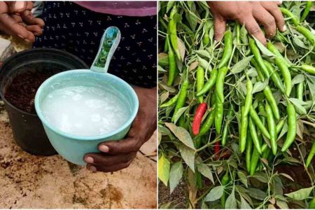 ഇനി ആർക്കും മുളക് കൃഷിയിൽ നൂറുമേനി വിളവ് കൊയ്യാം; ഇത് ഒഴിച്ച് കൊടുത്താൽ മതി! പച്ചമുളക് പൊട്ടിച്ചു മടുക്കും!