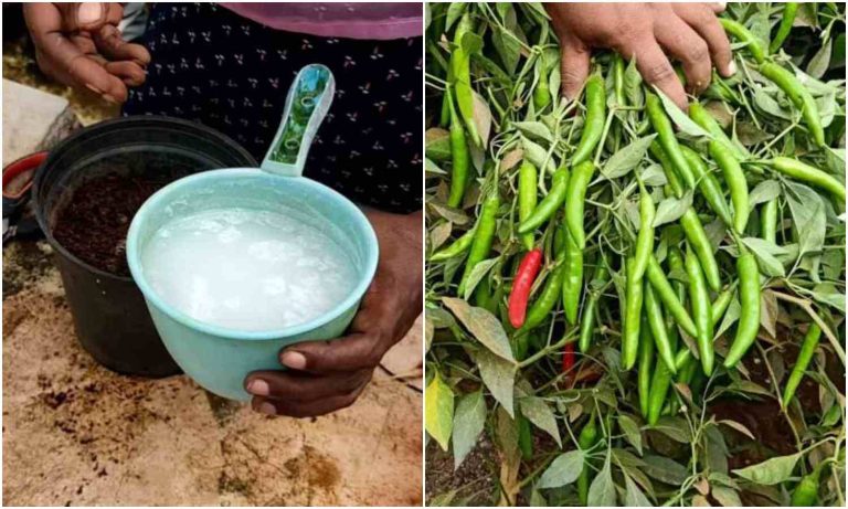 Easy Chilli Farming Tips