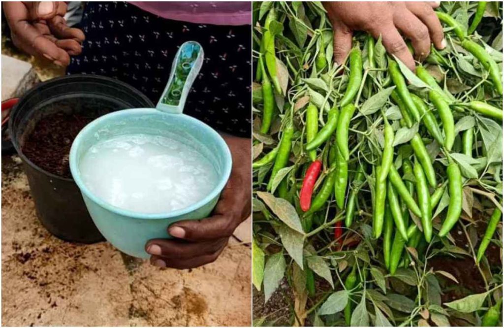 Easy Chilli Farming Tips