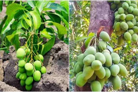 ഇനി ഏത് കായ്ക്കാത്ത മാവും പൂത്തുലയാൻ ഇങ്ങനെ ചെയ്താൽ മതി! പൂക്കാത്ത ഏത് മാവും പൂക്കാനും കുലകുത്തി കായ്ക്കാനും!!