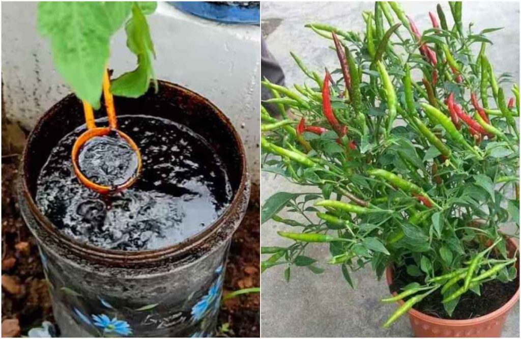 Easy Chilli Farming Tips on Terrace