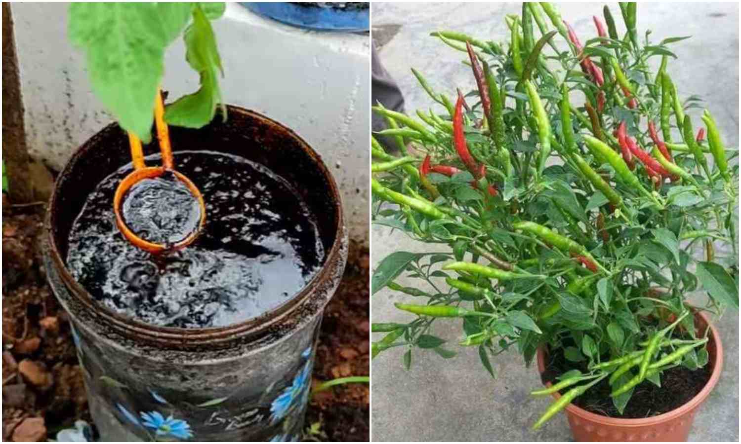 Easy Chilli Farming Tips on Terrace