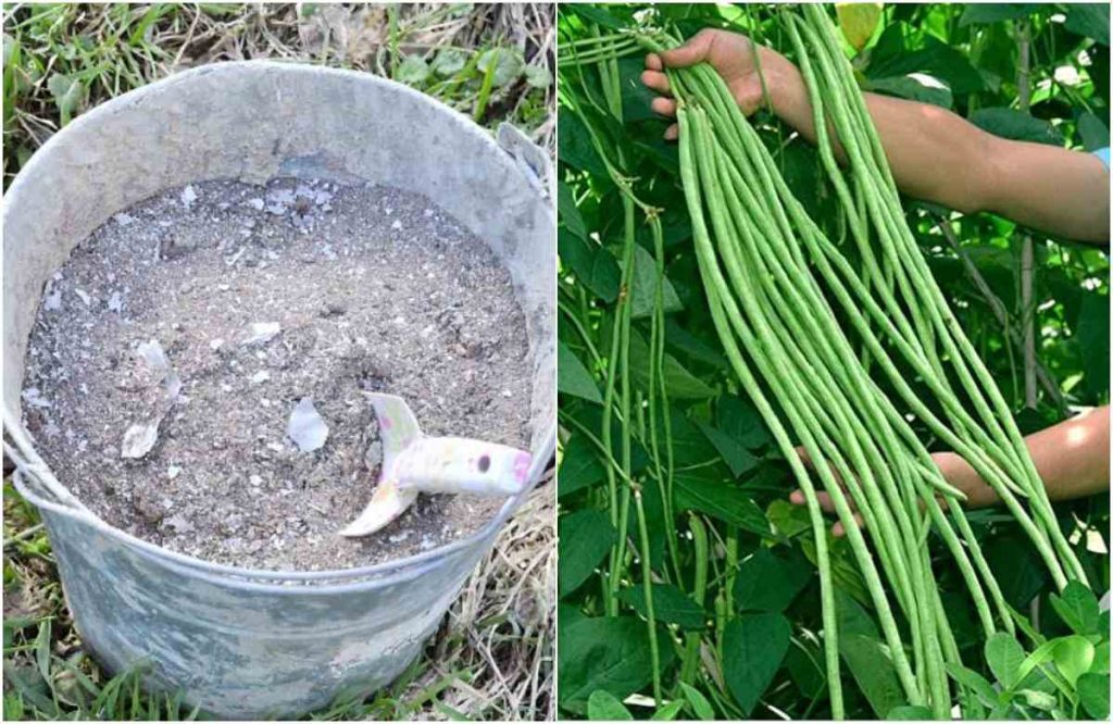 Payar Krishi Using Ash