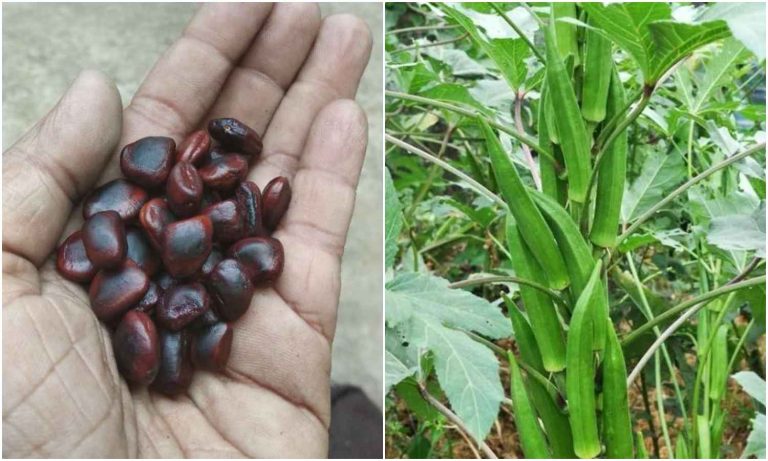 Easy Vendakka Krishi Using Tamarind