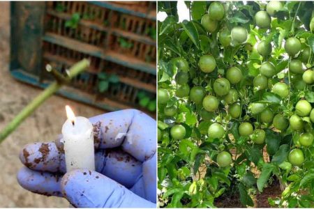 മെഴുകുതിരി ഉണ്ടോ? ഫാഷൻ ഫ്രൂട്ട് പൊട്ടിച്ചു മടുക്കും; ഒരു മെഴുകുതിരി മതി ചക്ക വലിപ്പത്തിൽ ഫാഷൻ ഫ്രൂട്ട് ഗ്രോബാഗിൽ നിറയാൻ!!