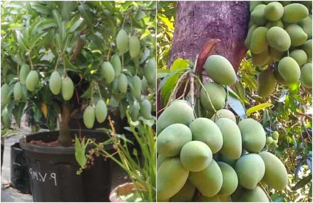 Easy Mango Tree Cultivation Tips