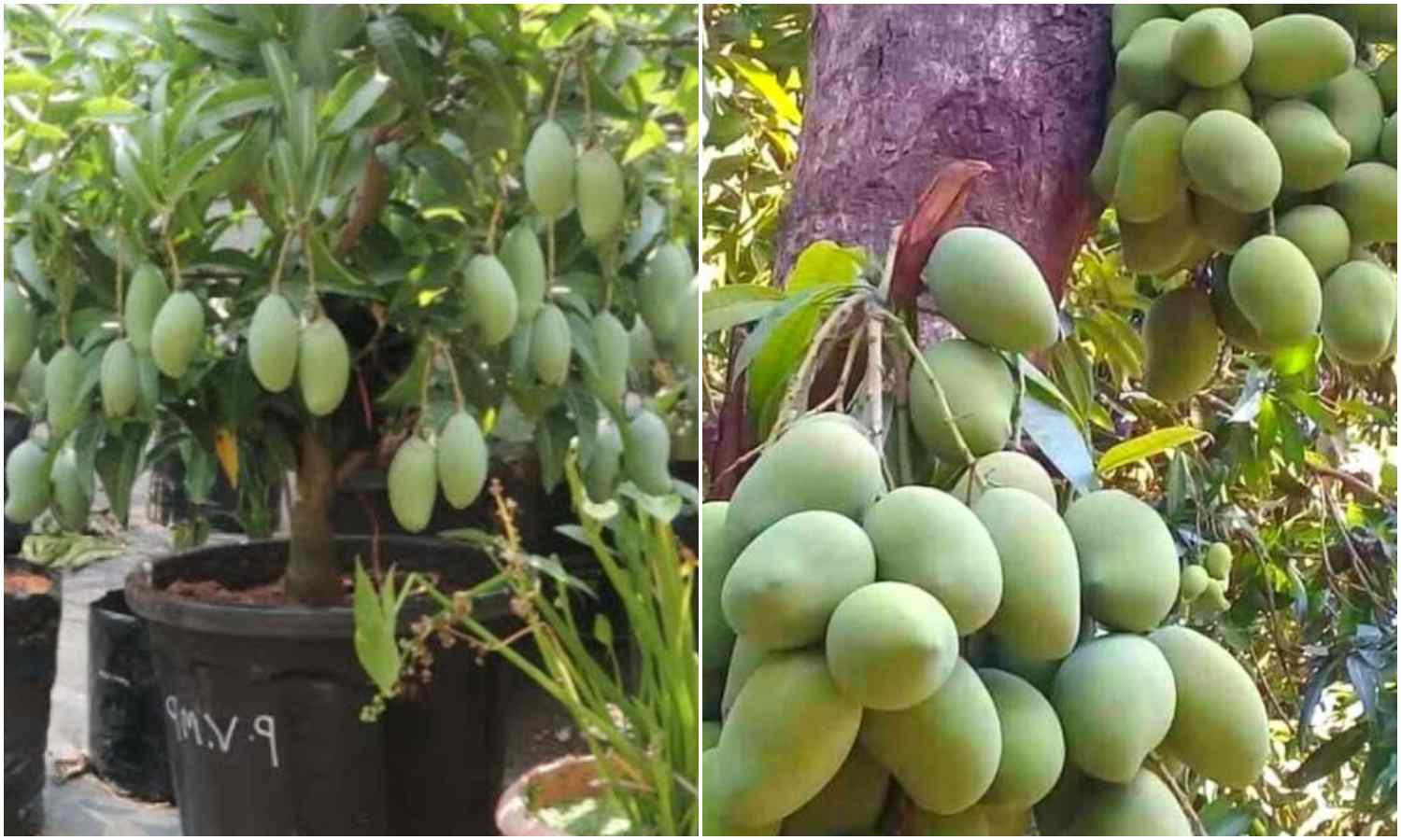 Easy Mango Tree Cultivation Tips